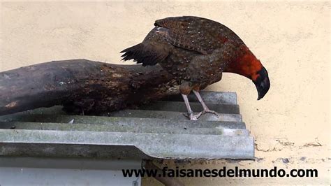 Tragopan Satyr Tragopan Satyra YouTube