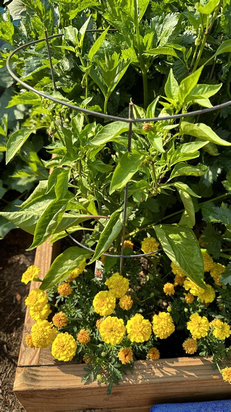 How To Grow Marigolds From Seed Meadowlark Journal