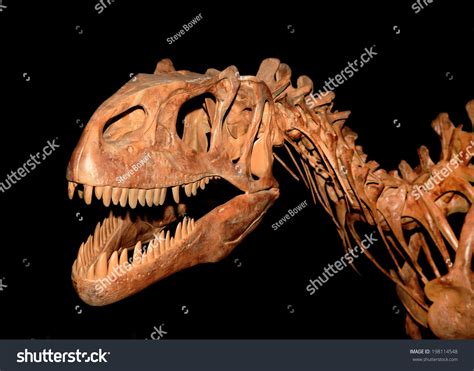 Allosaurus fragilis Images, Stock Photos & Vectors | Shutterstock