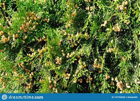 Decorative Green Branches Of Arborvitae In The Garden Stock Photo