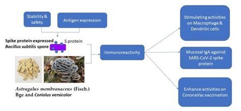 Molecules Special Issue Antibacterial Antifungal And Antiviral