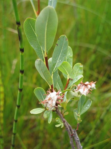 Bog Willow Awes Agroforestry And Woodlot Extension Society Of Alberta