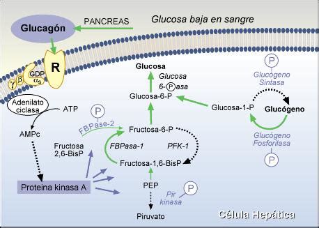 Problemas de regulación del metabolismo de carbohidratos