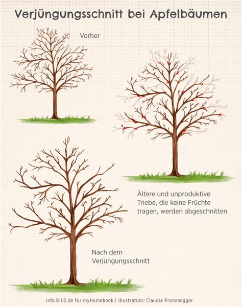 Apfelbaum Schneiden Anleitung Und Tipps