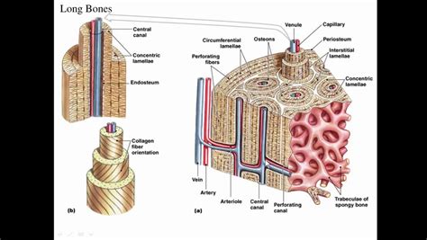 Histology of Osseous Tissue Diagram | Quizlet