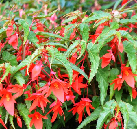 Begonia boliviensis and Its Hybrids — Jessie Keith
