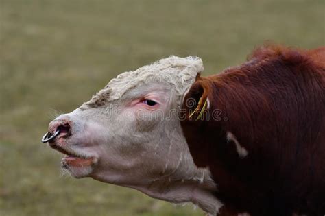 HEREFORD COW - Portrait of Young Bull Stock Photo - Image of ...