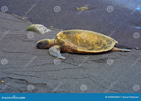 Tartarugas Marinhas Verdes Na Praia De Areia Negra De Punaluu Na Grande