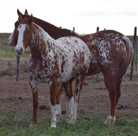 Heavy snowflake Appaloosa markings Most Beautiful Horses, All The Pretty Horses, Animals ...