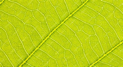 Premium Photo Closeup Leaf Macro Photography Green Leaf Veins Texture