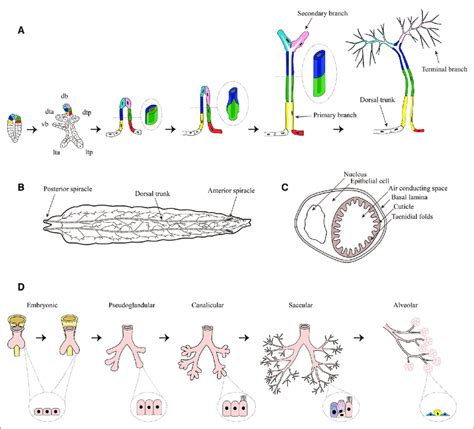 Tracheal System Of Drosophila Melanogaster A Tracheal Development