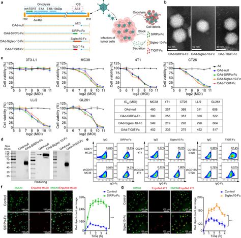 Murine Glioma Cell Line Gl261 ATCC Bioz