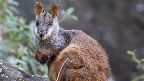 Rare wallabies get a breeding boost | Canberra CityNews