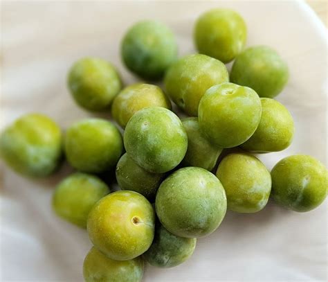 Greengage Jelly | Recipe | Cuisine Fiend