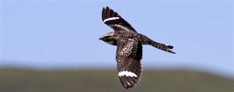 Common-Nighthawk-flying_755x300_acf_cropped | Montana Audubon