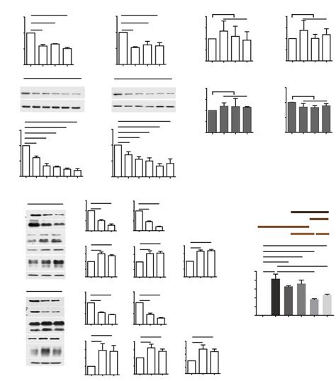 TNFa Treatment Reduces FOXP3 To Dampen SNAP29 Expression A TNFa