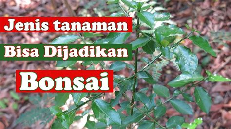 Jenis Tanaman Yang Bisa Dijadikan Bonsai Di Alam Liar Tanamanbonsai