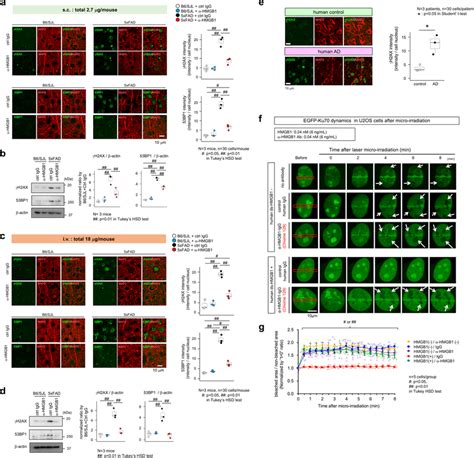 Interruption Of HMGB1 Signal Recovers Neuronal DSB A The Abundance Of