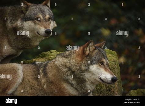 Wolf Wolves Wolf Pack Watching Wolves Stock Photo Alamy