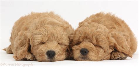 Dogs: Cute sleeping F1b Goldendoodle puppies photo WP38331