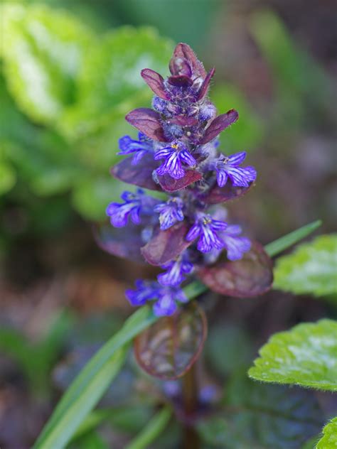 Ajuga Reptans Braunherz Beth Chattos Plants And Gardens