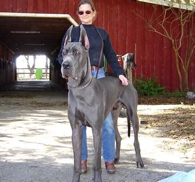 Great Dane dogs and puppies