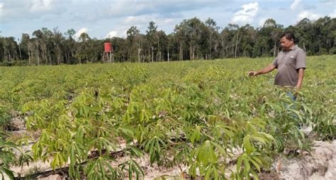 Food Estate Panen Jagung Mentan Panen Singkong Menyusul