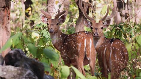 Jim Corbett National Park | Major Attractions & How To Reach | Adotrip