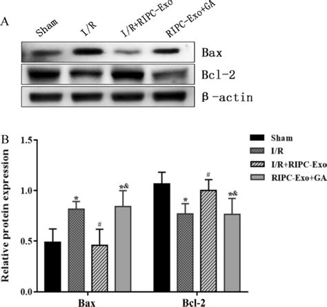 Effects Of Ripc Exo And Ga On Bax And Bcl 2 Proteins Expression A Download Scientific Diagram