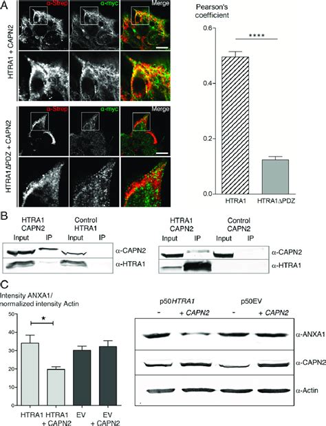 Cell Based Assays A Pdz Domain Dependent Colocalization Of Htra