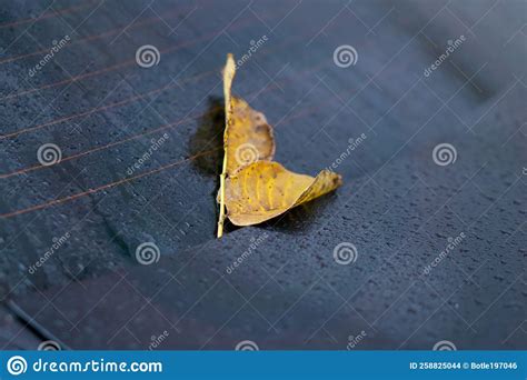 Fallen Yellow Autumn Leaves Lie On The Back Of The Car On The Trunk