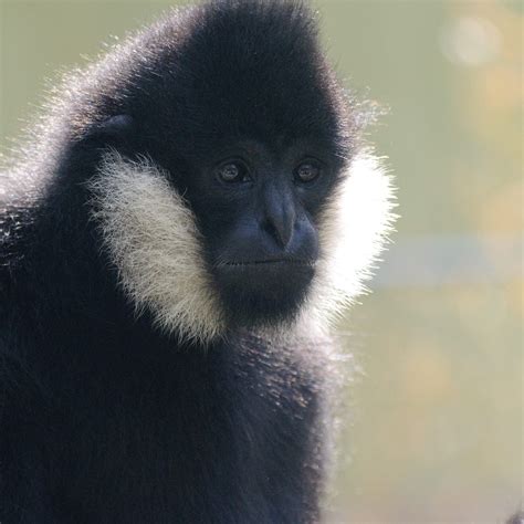 SOS Gibbons - IUCN SOS