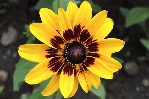 Garden, Beautiful Flower Close-up. the Flora and Fauna Stock Photo ...