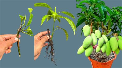 Easy Way To Grow Mango Tree Cuttings Lhow To Grow A Mango Tree In A Pot