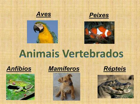Curiosidades Sobre Animais Vertebrados - ANIMAIS VERTEBRADOS - PAULA PIRES | PPTX