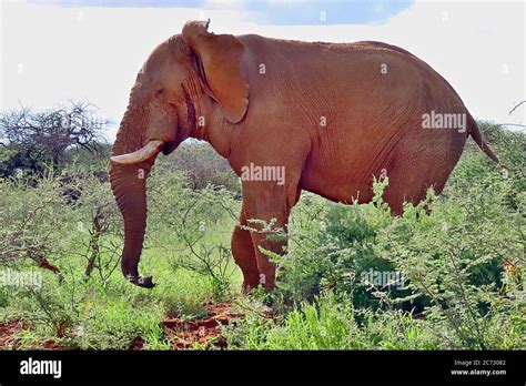 An Enormous Male African Bush Elephant Loxodonta Africanum Walking