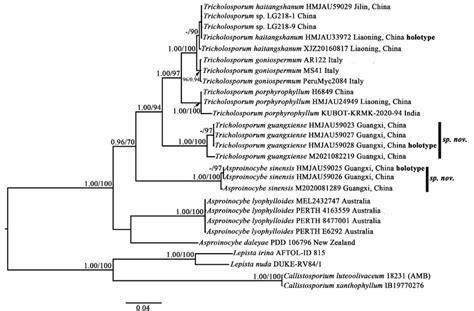 Phylogenetic Tree Inferred From Partial Its Lsu Sequences Showing