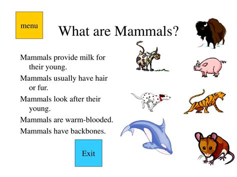 Mammals Definition And Examples Mammals List Of Mammal Names In