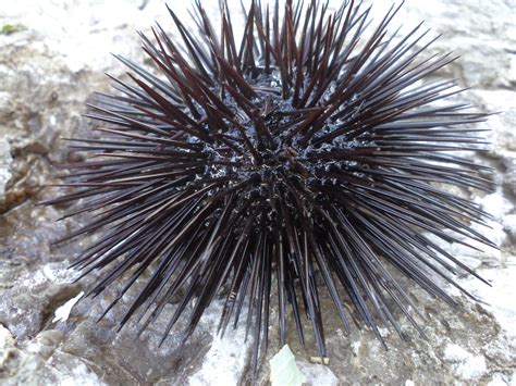 Contoh Hewan Echinodermata