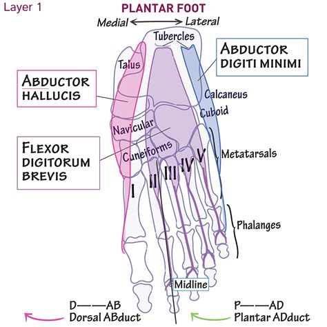 Foot Muscles 1st Layer Gross Anatomy Flashcards Ditki Medical And