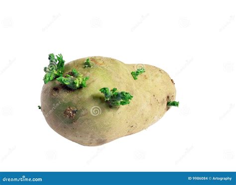 Sprouting potato stock photo. Image of sprouting, sprout - 9986084