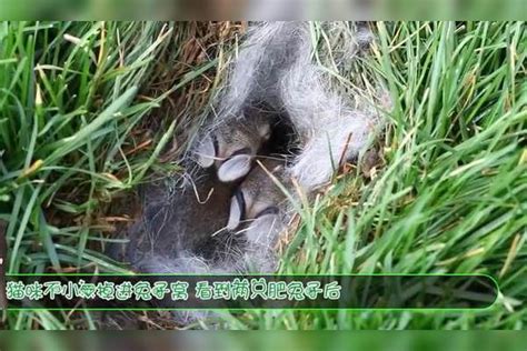 猫咪不小心掉进兔子窝，看到两只肥兔子后，请忍住不要笑兔子猫咪