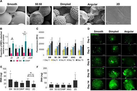 Adhesion And Proliferation Of HMSCs On Varying Microparticle Designs