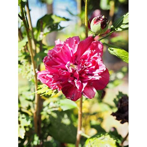 Southern Planters Red Rose Of Sharon Flowering Shrub In 3 Gallon S