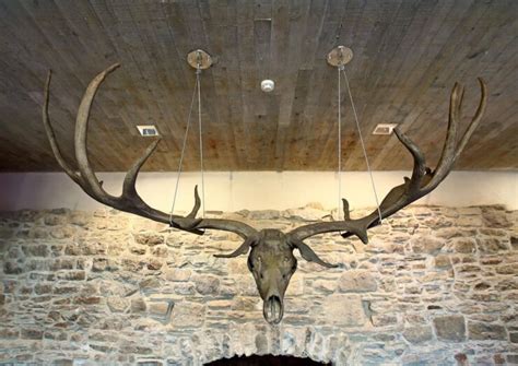 Extinct Irish Elk S Ancient Enormous Antlers Are On Exhibit Now