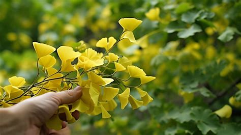 Ginkgo Biloba El Asombroso árbol Milenario Y Sus Poderosas Propiedades Medicinales El