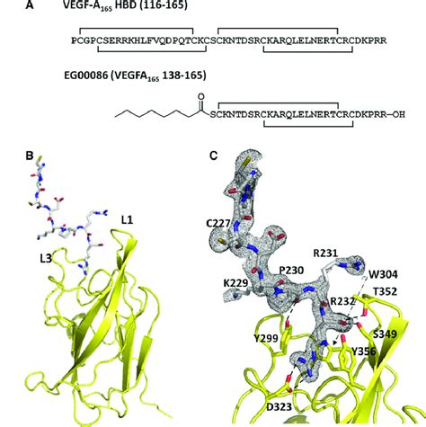 Structure Of The Vegf A 165 Derived Peptide Bound To The Nrp2 B1