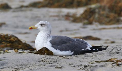 Lesser Black-backed Gull | Audubon Field Guide