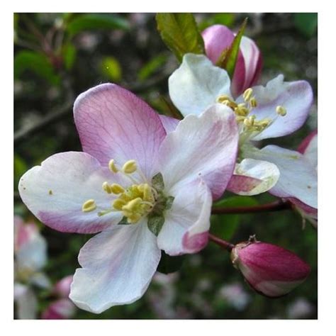 Fleur De Bach Pommier Sauvage Crab Apple