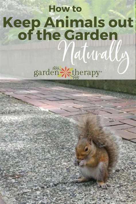 How to Keep Animals Out of the Garden Naturally - Garden Therapy